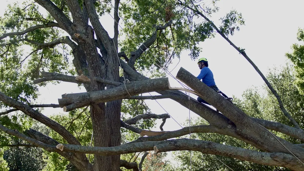 Professional Crown Thinning performed by certified arborists in Buena