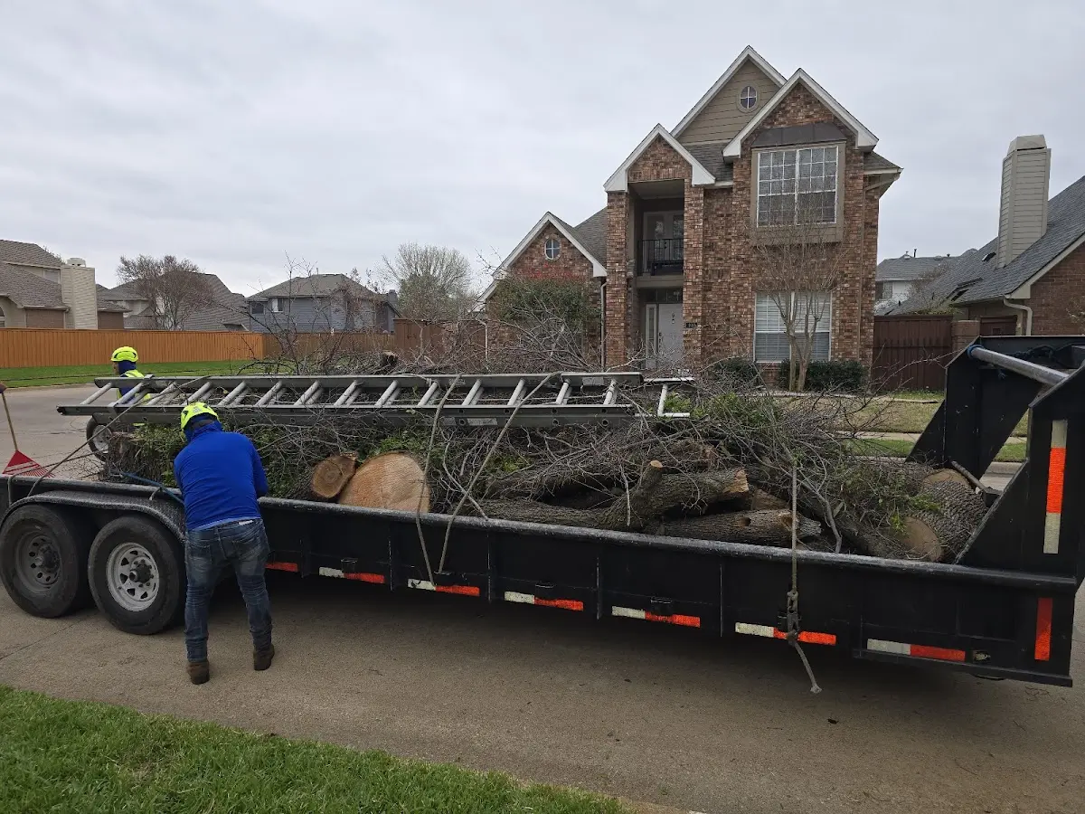 Expert Tree Removal with proper safety equipment in Buena
